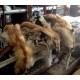 Furs and Pelts Furs and Pelts